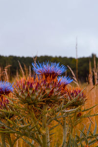 Close-up of thistle flowers on field