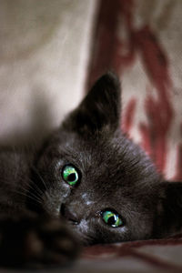 Close-up portrait of cat