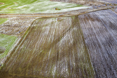 High angle view of plant on land