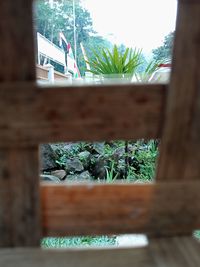 Close-up of plants against window