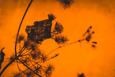 Close-up of silhouette tree against orange sky