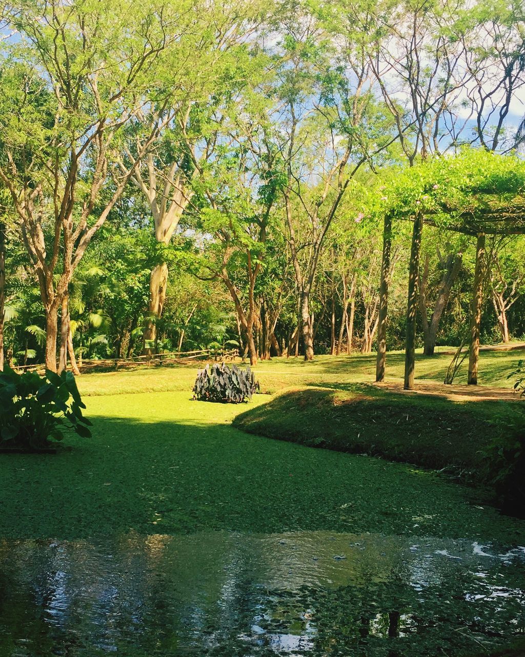 tree, tranquil scene, tranquility, park - man made space, tree trunk, water, tourism, travel destinations, branch, growth, shadow, scenics, nature, park, green color, vacations, beauty in nature, day, waterfront, outdoors, non-urban scene, footpath, formal garden, no people