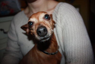 Affectionate little puppy of brown domestic pinscher