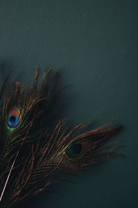 Close-up of peacock