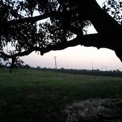 Bare trees on grassy field