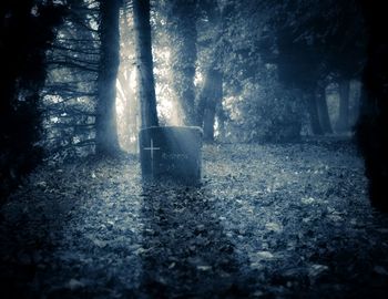 Trees in forest during winter