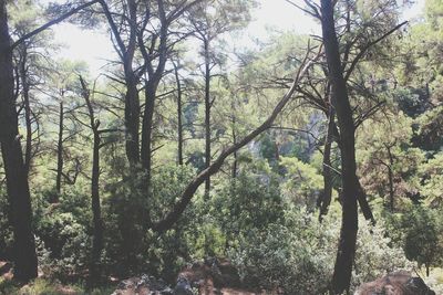 Trees in forest