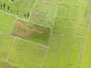 Full frame shot of agricultural field