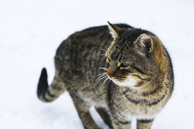 Close-up of cat looking away