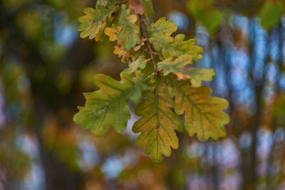 Close-up of autumnal leaves