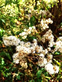 Close-up of flower tree