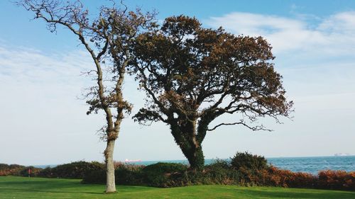Tree on landscape against sky