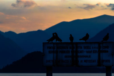 Birds perching on signboard against sky during sunset