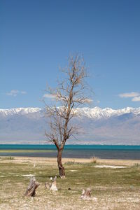 Bare tree on landscape against blue sky