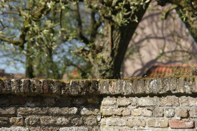 Close-up of stone wall against trees