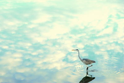 Bird perching on a lake