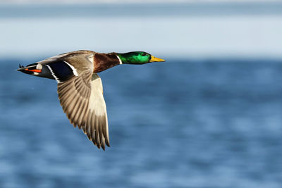 Bird flying over sea