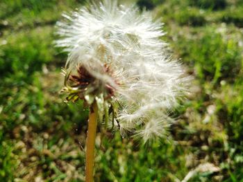 Close-up of dandelion flower