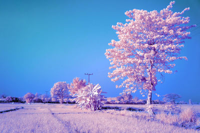 Trees on snow covered field against clear blue sky