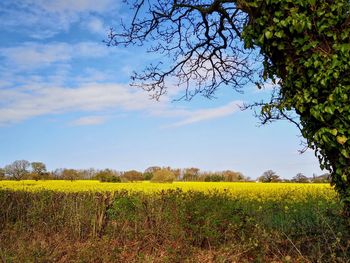 Scenic view of field against sky