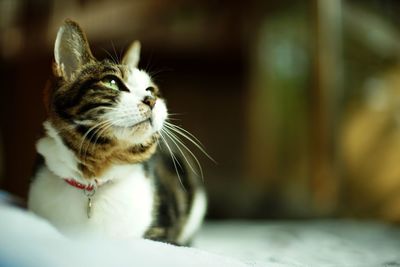 A tabby cat sitting against the background of fresh green