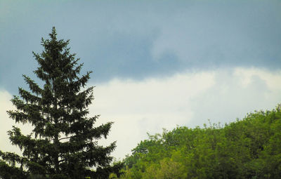 Low angle view of pine tree against sky