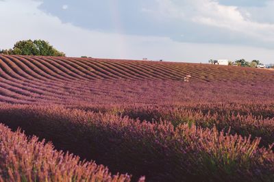 Scenic view of lavender field against sky