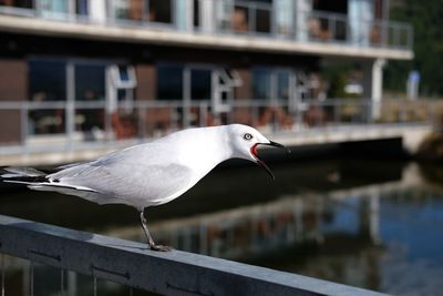 Close-up of seagull perching on railing