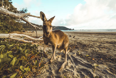 Close up of kangaroo at beach while eating leaves against blue sky