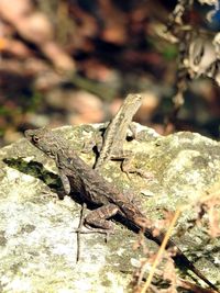 Close-up of lizard