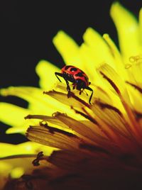 Close-up of insect on yellow flower