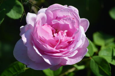 Close-up of pink rose