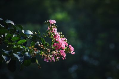 Close-up of pink flowering plant