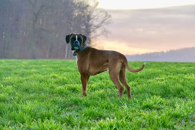 Side view of dog standing on field