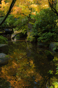 Trees in stream in park during autumn