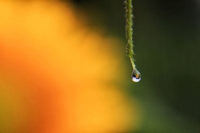 Close-up of water drops on plant. sun flower