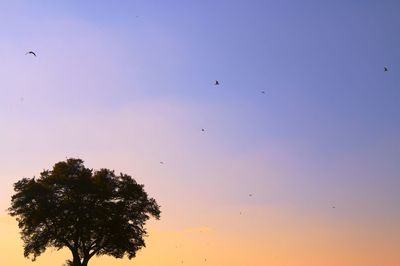 Low angle view of silhouette tree against sky during sunset