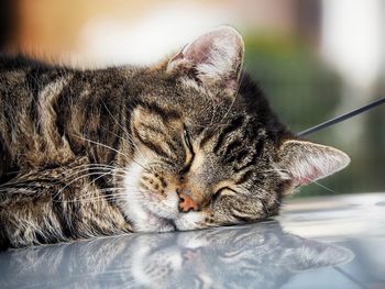 Close-up of cat relaxing