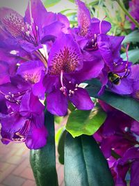 Close-up of purple flowers in bloom