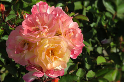 Close-up of pink rose blooming outdoors