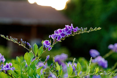 Close-up of purple flowering plant