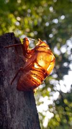 Close-up of lizard on tree