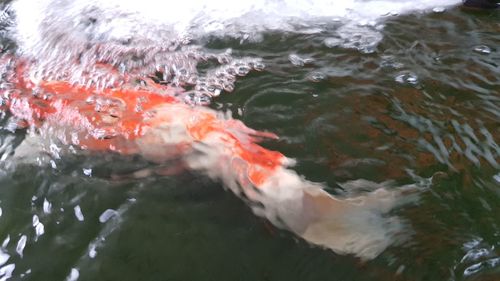 Close-up of koi carps swimming in sea