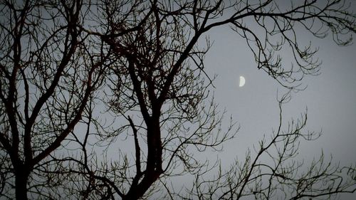 Low angle view of bare tree against sky