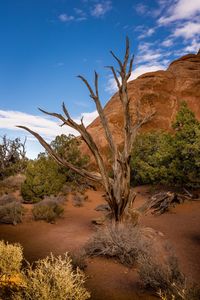 Dead tree on rock in desert against sky