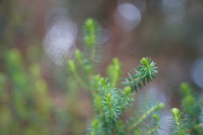 Close-up of plant in sunlight