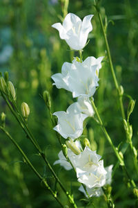 Close-up of white flowering plant