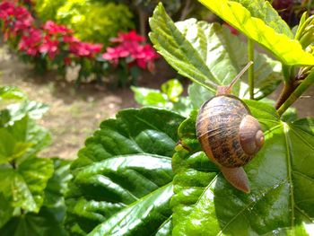 Close-up of snail on leaves