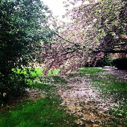 Plants growing on tree