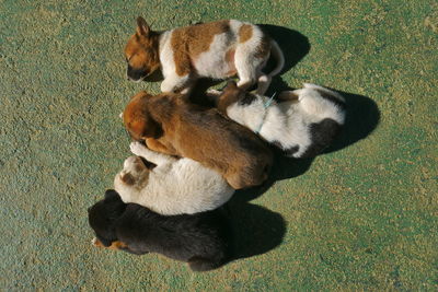 High angle view of dog lying on grass